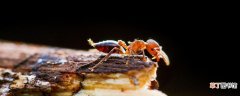 家里有蚂蚁是怎么回事 如何预防家里出现蚂蚁