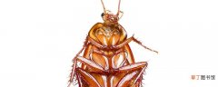 怎么判断是不是蟑螂 蟑螂对人体有什么危害
