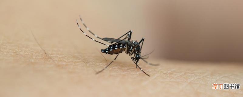 室内灭蚊子最好的办法 花露水可以预防蚊子吗