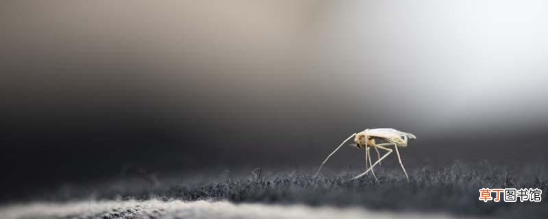 什么血型招蚊子 蚊子咬了怎么消肿止痒最快