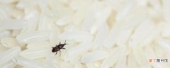 米里有黑虫子怎么处理还能吃吗 怎么防止米生虫