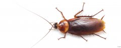 睡觉的时候蟑螂会爬到床上吗 怎么防止蟑螂爬床