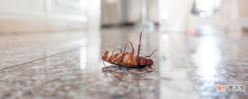 家里有蟑螂对人体有害吗 如何避免蟑螂晚上爬床