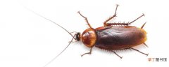 房间有蟑螂睡觉危险吗 蟑螂爬过的衣服还能穿吗