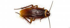 蟑螂会爬到床上咬人吗 怎样防止蟑螂爬到床上来