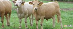 牛的胃分别有什么作用 牛有几个胃