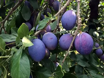 紫色水果含花青素吗