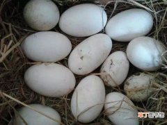鸽子蛋的好处和坏处及禁忌 鸽子蛋与鸡蛋的营养价值区别