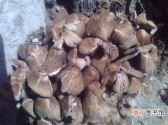 常见蘑菇种类名称 常吃的20种蘑菇的种类