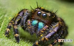 蜘蛛盯人看的原因和家中常见蜘蛛种类 跳蛛为什么会盯着人看