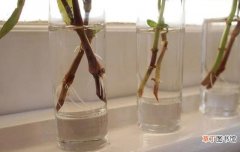 自制生根粉的配方和使用方法 生根剂配方