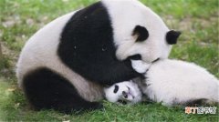 熊猫的特征和特点简介 熊猫的特点有哪些