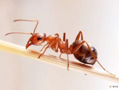 屋里有红蚂蚁的彻底根除方法 家里有红蚂蚁是什么原因