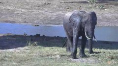 大象的防晒方法 大象一般是通过什么方式防晒的