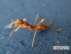 飞蚂蚁对人身体的危害 飞蚁咬人有毒吗