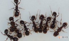家里有蚂蚁的消灭方法 蚂蚁有毒吗