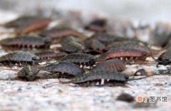 海蟑螂的吃法 海蟑螂可以吃吗