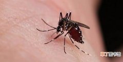 蚊子作为害虫在世界上存在的意义 蚊子有什么存在的意义