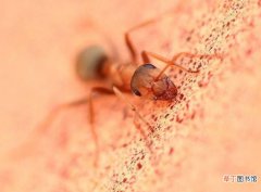 消除红蚂蚁的最佳方法 小红蚂蚁怎么彻底消灭去除