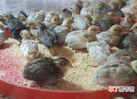 芦丁鸡的养殖方法和注意事项 芦丁鸡怎么养