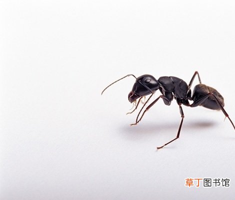 家里墙缝有蚂蚁的彻底清除处理方法 家里墙缝有蚂蚁怎么办能除根