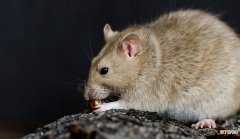 风油精驱赶老鼠的方法 老鼠闻到风油精味多久能跑