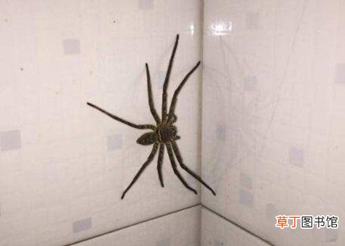 家里常见的蜘蛛 白色蜘蛛有毒吗