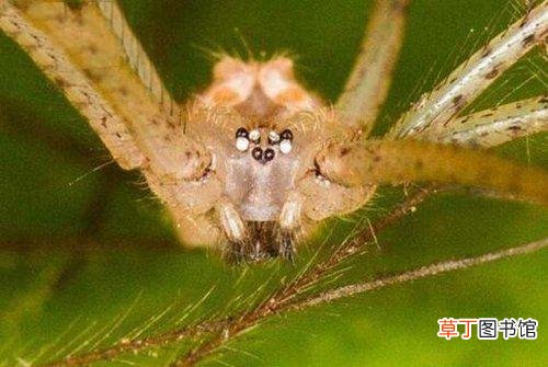 家里常见的蜘蛛 白色蜘蛛有毒吗