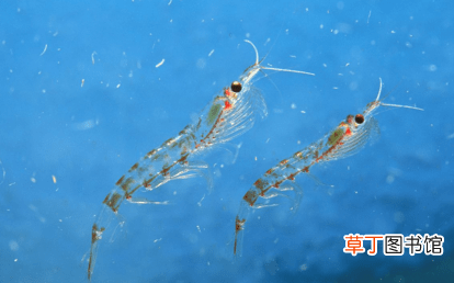 磷虾干的营养价值 磷虾干有毒吗
