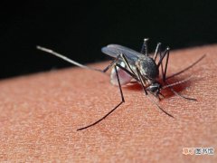 什么季节蚊子不咬人 几月份蚊子就不咬人了