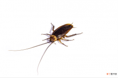 衣柜防蟑螂的有效杀灭方法 蟑螂会到衣柜里产卵吗