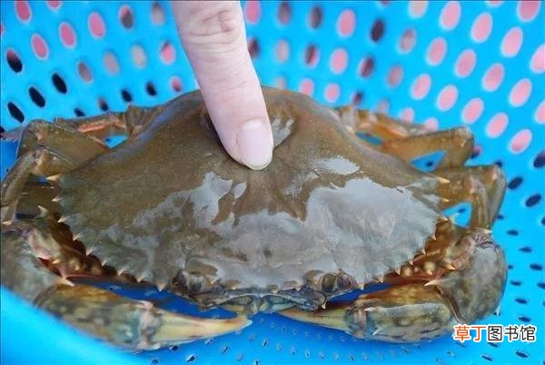 螃蟹脱壳换壳的原因 螃蟹脱壳是怎么回事