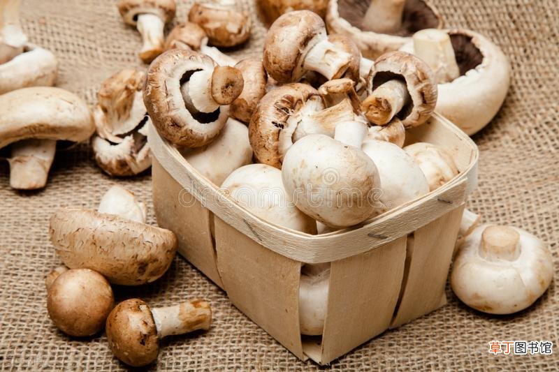 生蘑菇煮熟需要的时间 蘑菇煮多久能熟