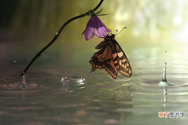 蝴蝶避雨的地地方图片 蝴蝶在下雨的时候是怎么避雨的