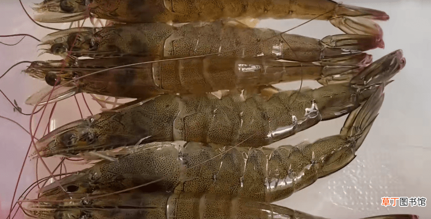 新鲜虾放冰箱的长期保存方法 虾放冰箱保鲜能放多久