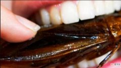 海蟑螂的简介和吃法图片 海蟑螂可以吃吗