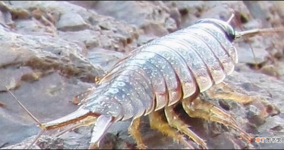 海蟑螂的简介和吃法图片 海蟑螂可以吃吗