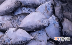 新鲜的鱼冷冻保质期时间 鱼冷冻后可以保存多久时间