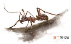 蚂蚁触角的作用和特点 蚂蚁的触角有什么作用
