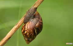 蜗牛的毒性及咬人的后果 蜗牛咬人吗有毒吗