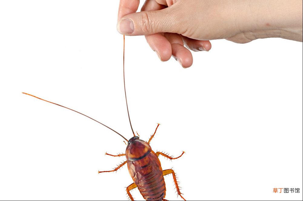消灭蟑螂最彻底的方法 酒精可以杀死蟑螂吗