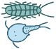 甲壳纲类动物的特征和种类 甲壳类动物有哪些