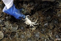 螃蟹的自然寿命和保存方法 螃蟹能活多久