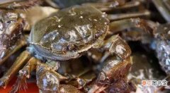 螃蟹冬眠和死了的区分方法 螃蟹如何区分休眠和死