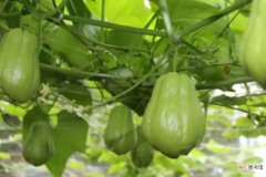 佛手瓜籽的口感和营养价值 佛手瓜的籽可以吃吗