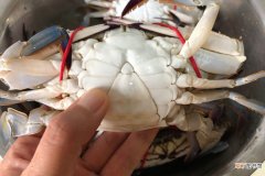 吃螃蟹的挑选技巧诀窍 怎样挑螃蟹的简单方法