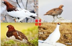 国际爱鸟日和爱鸟周的具体时间 爱鸟周是每年几月几日