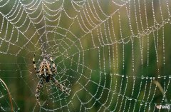 描写蜘蛛织网的故事三年级作文 蜘蛛织网的过程