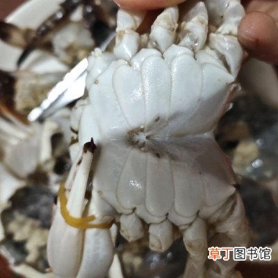 梭子蟹的处理方法及做法 梭子蟹怎么做好吃又简单