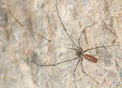 中国常见蜘蛛种类名称大全图片 蜘蛛的种类有多少种